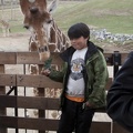 321-0040 Safari Park - Giraffe with Steven